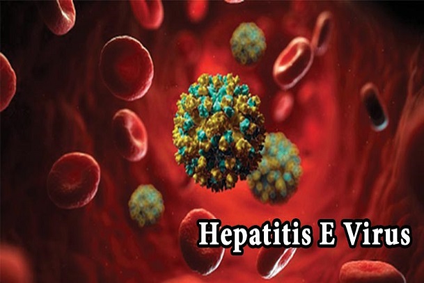 infectious hepatitis; hepatitis a; hepatitis e; hav; prevention of hepatitis a; treating hepatitis a