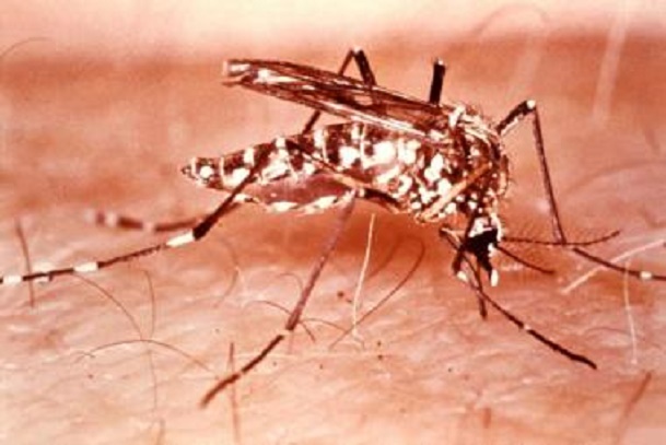 Yellow Fever; Outbreaks of Yellow Fever in Nigeria; How real is yellow fever