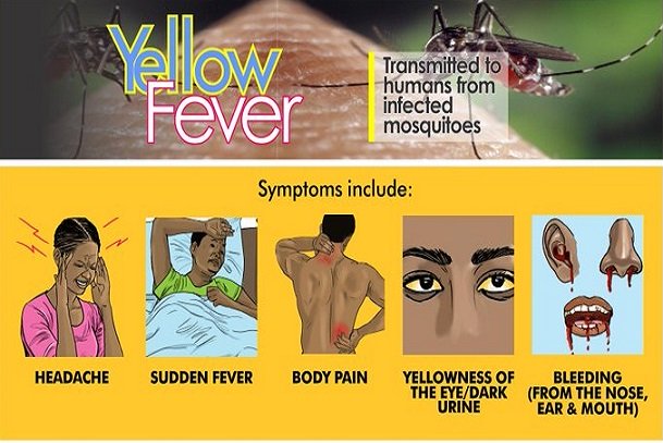 Yellow fever; clinical presentation of yellow fever; what is yellow fever; prevention of yellow fever; signs and symptoms of yellow fever